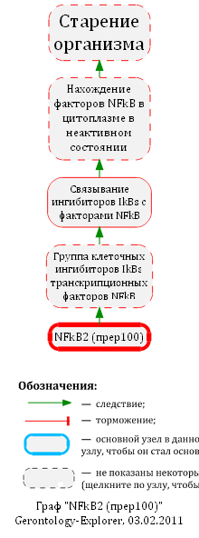 NFkB2 (прер100)