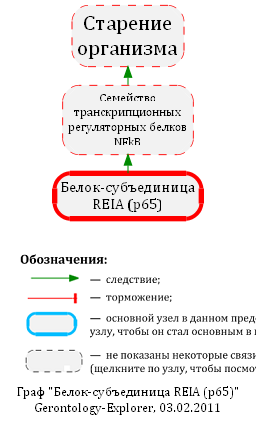 Белок-субъединица REIA (p65)