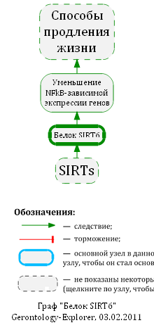 Белок SIRT6